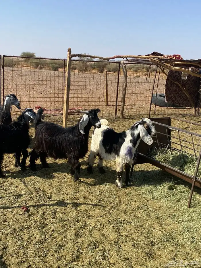 تيوس طيبات 7