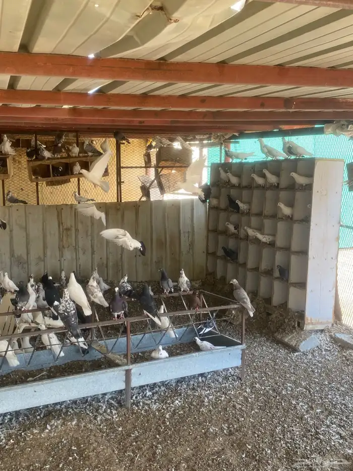 حمام للبيع 2