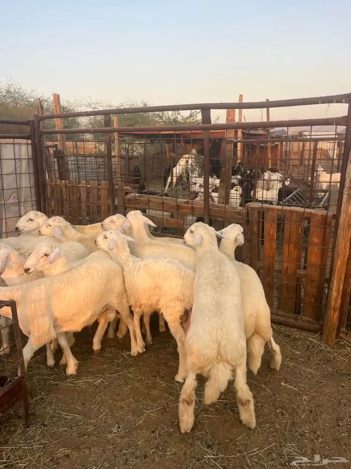 طليان حريه مع الذبح وتوصيل207تقيم إيجابي ولله الحمد 9