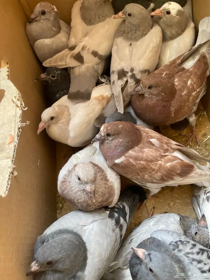 فراخة زاجل غير مذبوح السوم واصل 24 طيبات 0