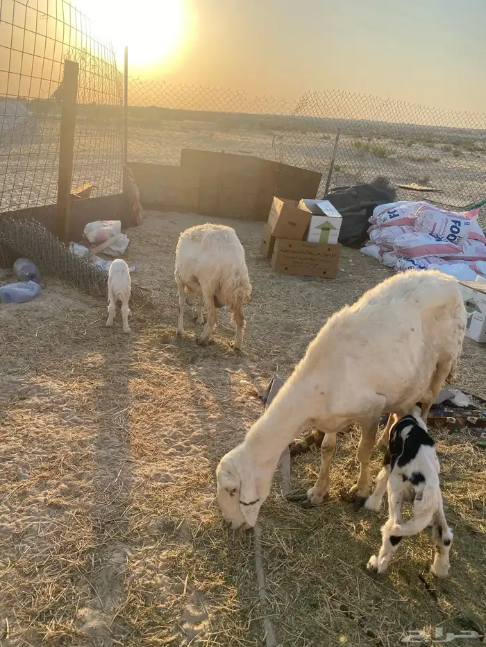 طريق الرياض كبري الشعير 0