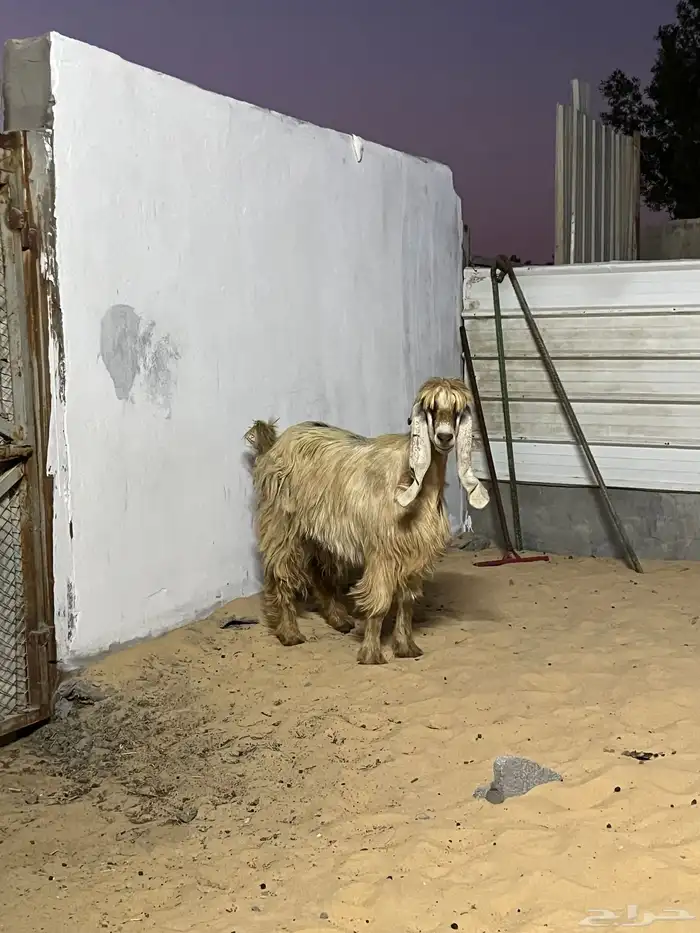 عارضيه صفرا دافع 0