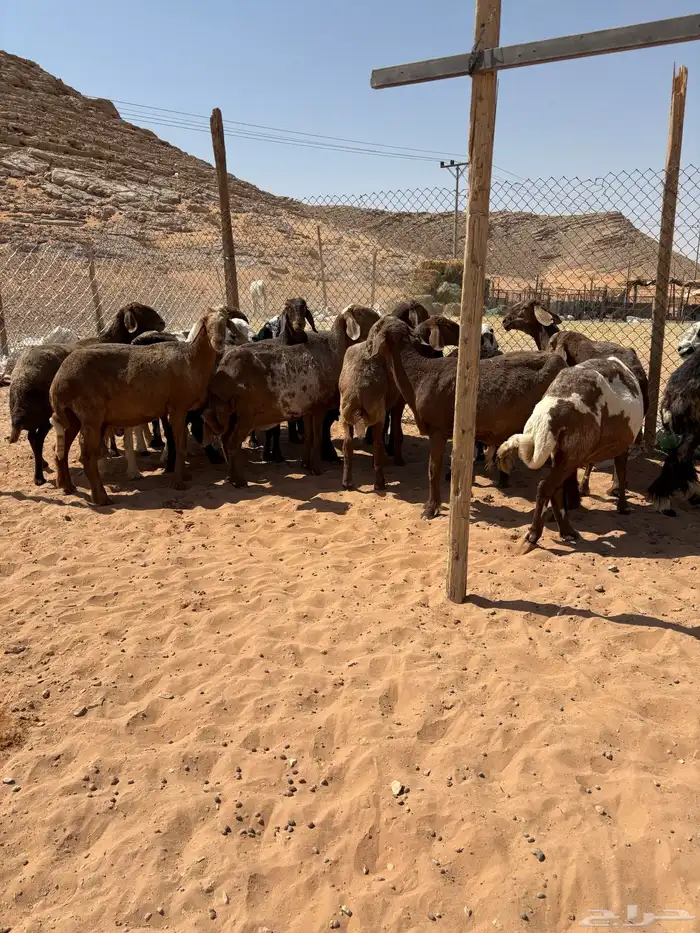 غنم مهجنات العدد16 5