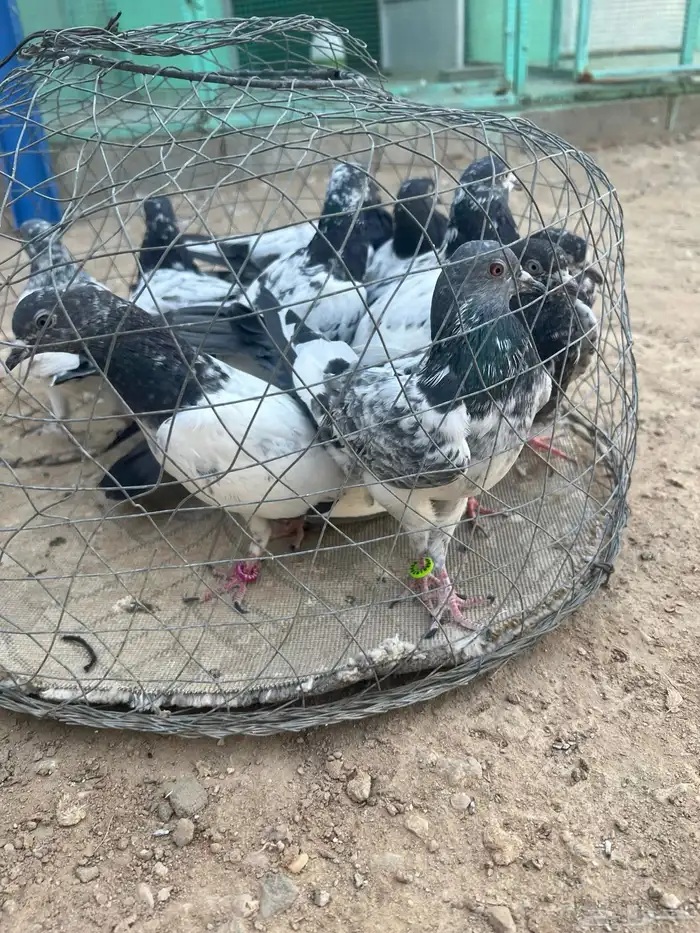 حمام باكستاني 2