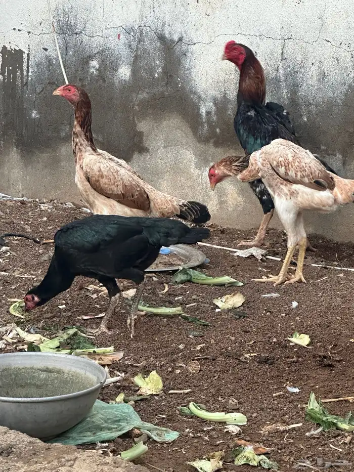 دجاج شامو 13