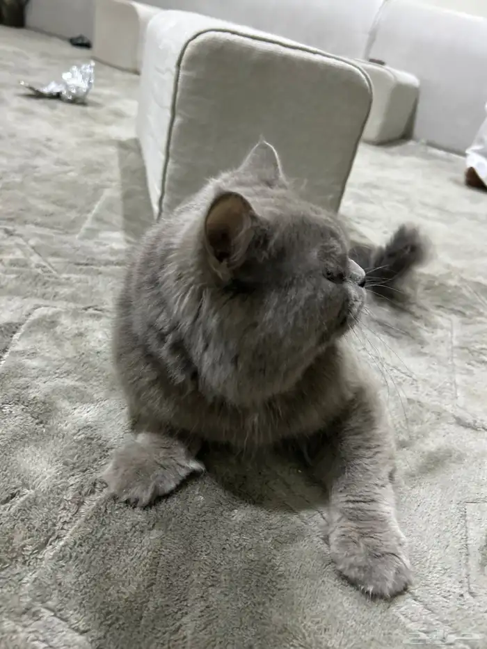 قطو للبيع على السوم 2