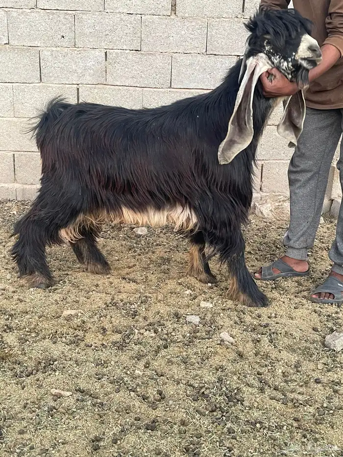 تيس فحل صنف فاخر معرف 0