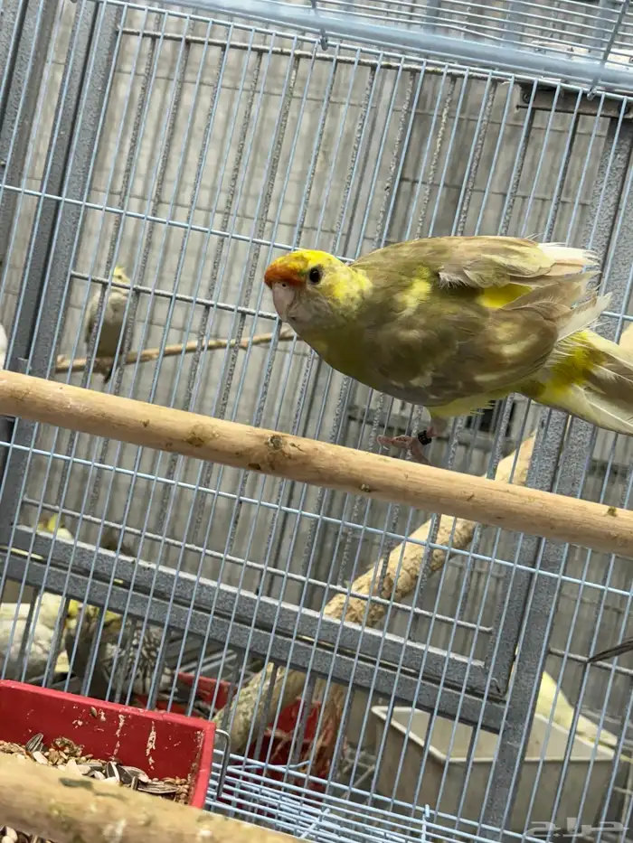 كريمسون روزيلا 4