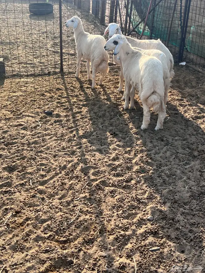 طليان جذعان 13