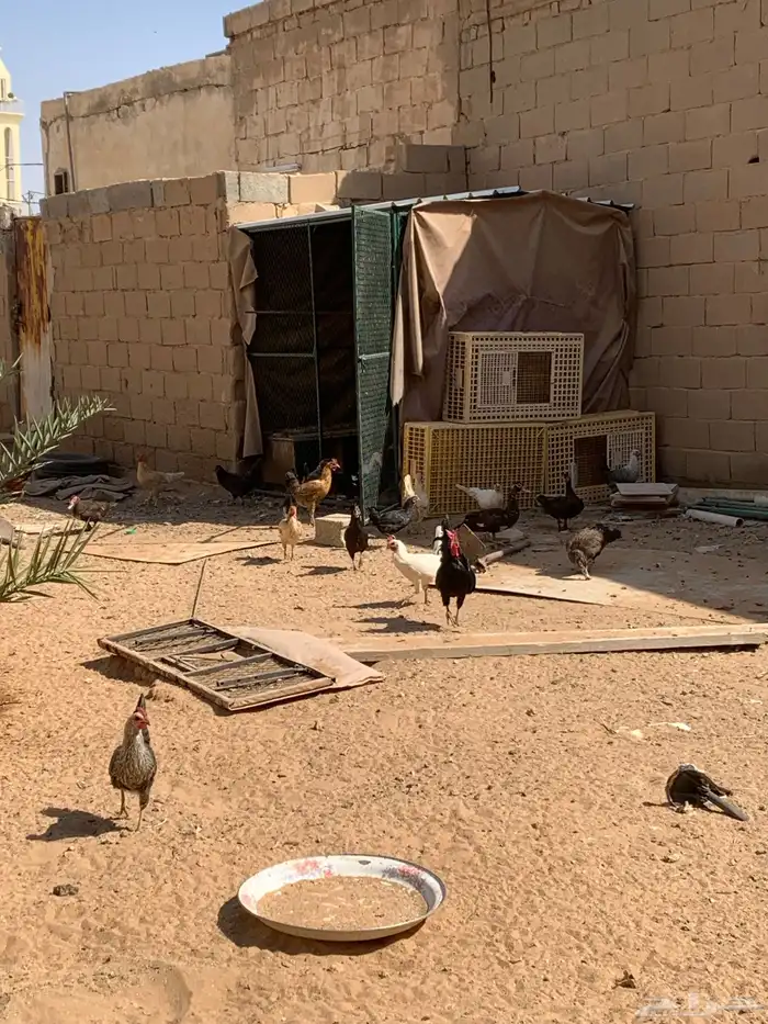 دجاج وبط بح 6