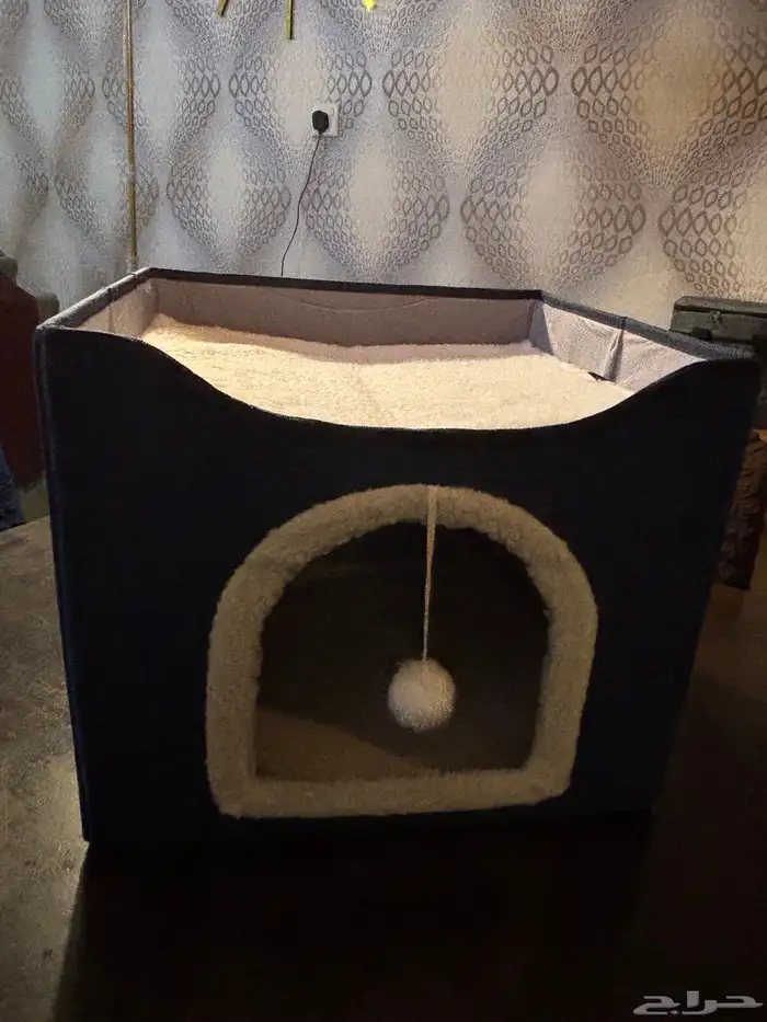 منزل حيوانات أليفة قطط 5