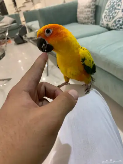 صن كنيور index