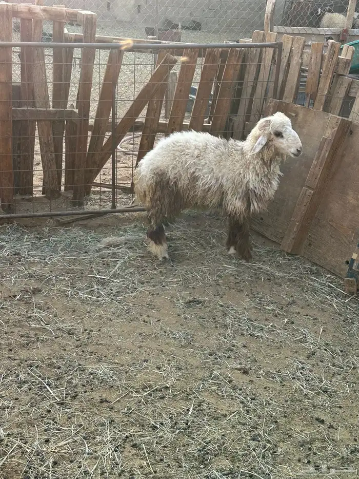 خرفان وعنز 2