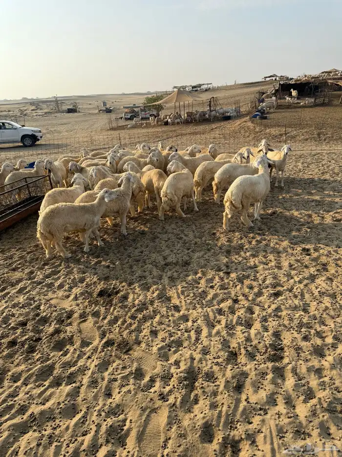 بهم للبيع وطليان مناسبات اعمار 6 شهور إلى 7 شهور 2