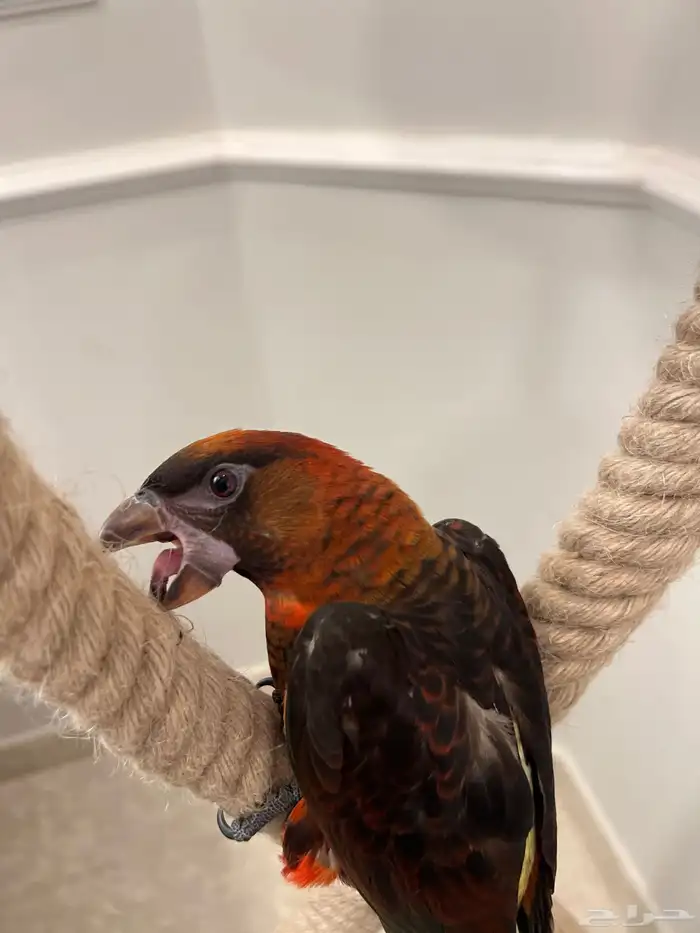 لوري دوسكي الليف حمامه هدد نشبه نهاية غر 11