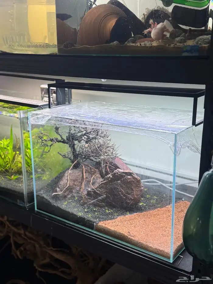 احواض سمك aquarium مزروعة  ونباتات مائية   تصاميم إحترافية 7