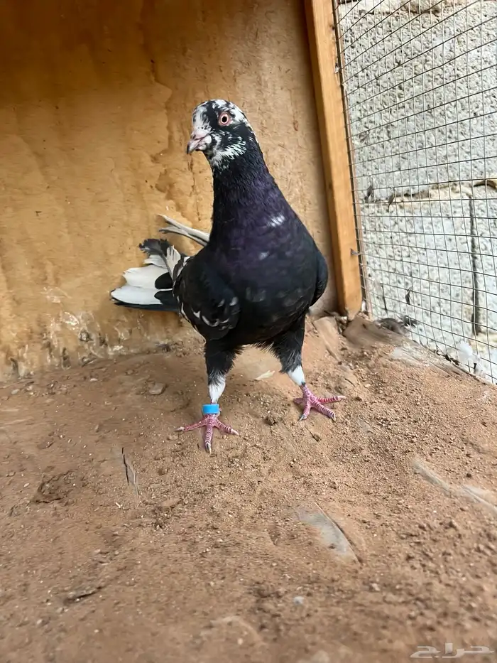 حمام قطيفي 0