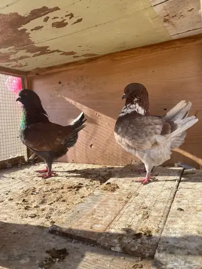 حمام كنق index