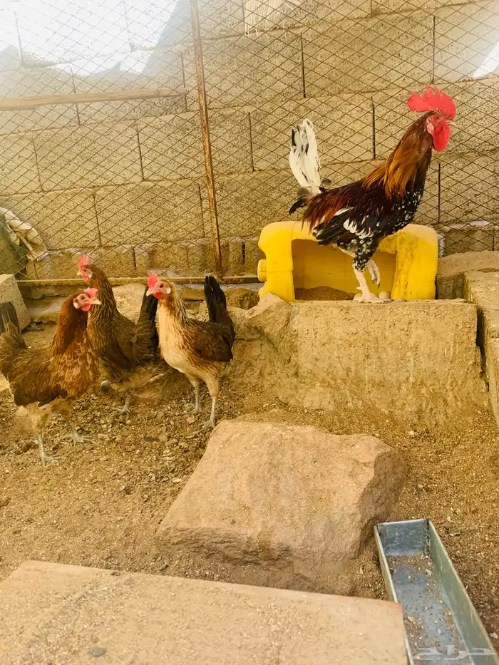 ديك و3 دجاج عربي 2