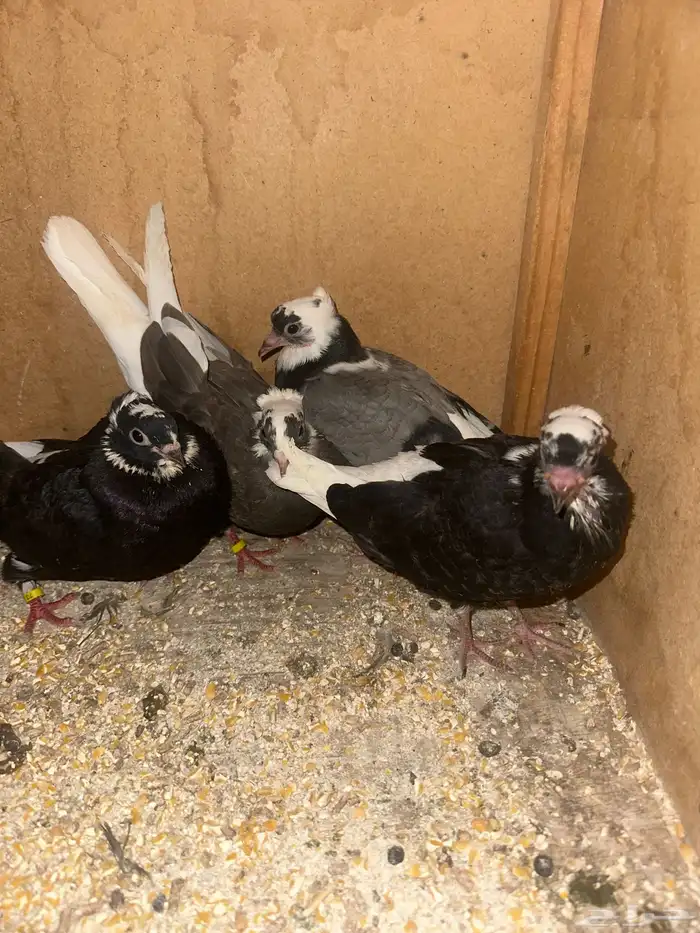 حمام قطيفي وزاجل وقلاب البيع جمله 7