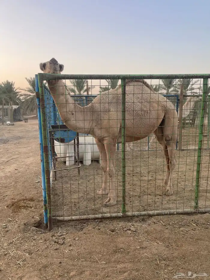 بكره حقه باتليه 1