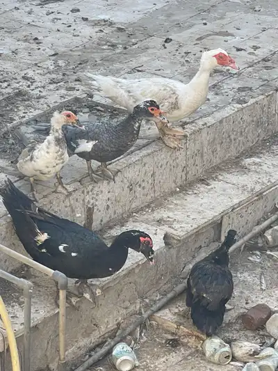 للبيع بط index