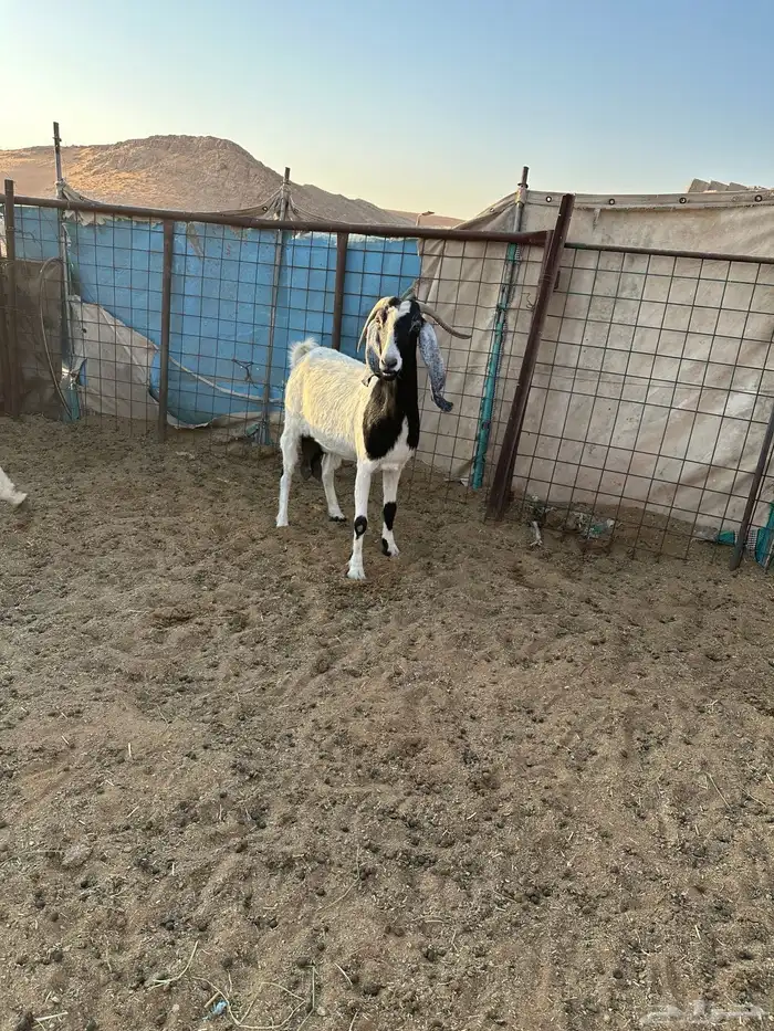 اربع معزا مشاريك دفيع 0