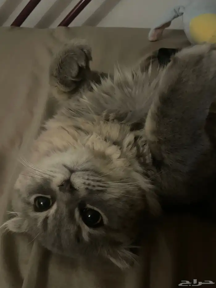 قط ذكر شيرازي مفقود 1