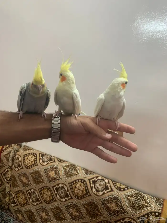 كروانات اليفه مفطومه 3