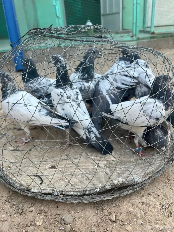 حمام باكستاني 1