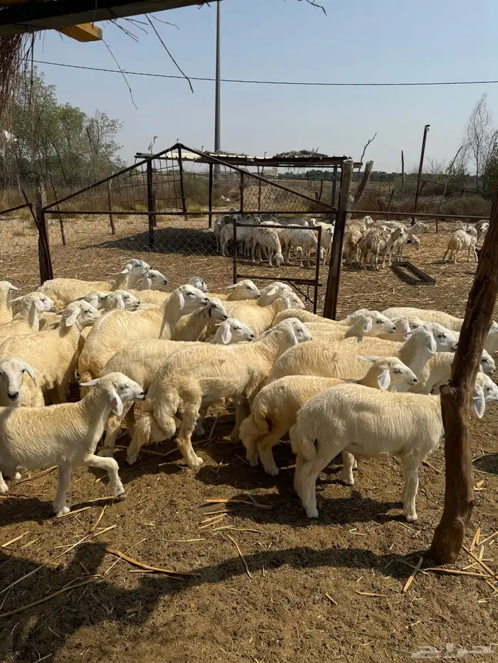 بهم تربيه للبيع 3