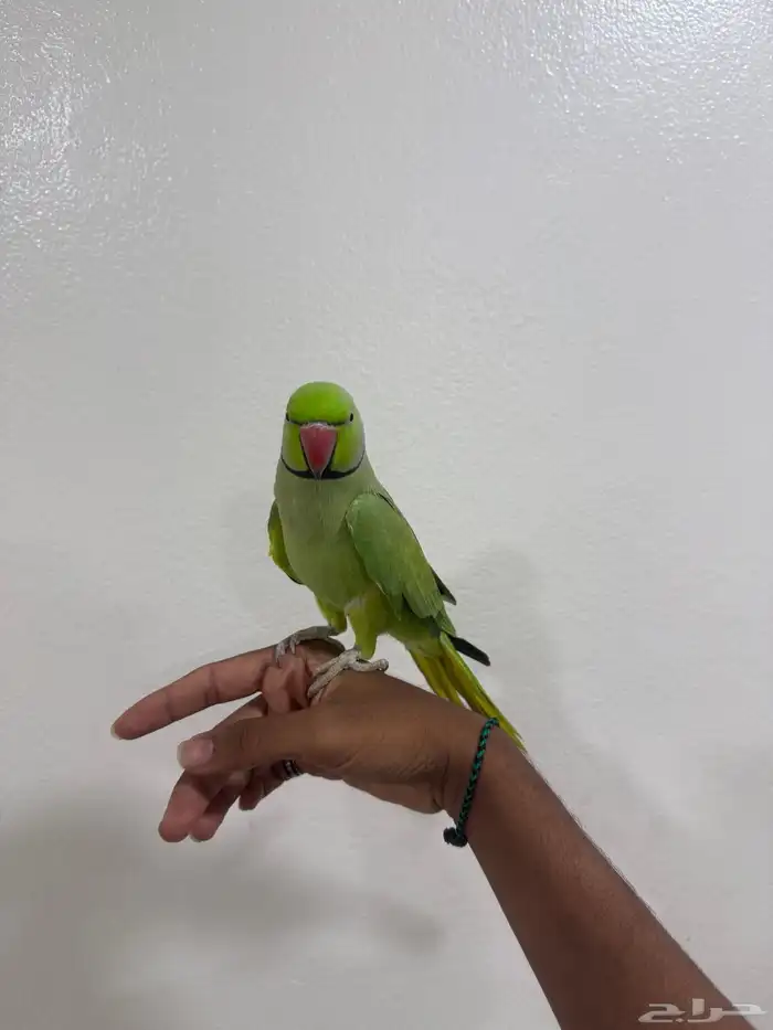 للبيع ذكر دره 1