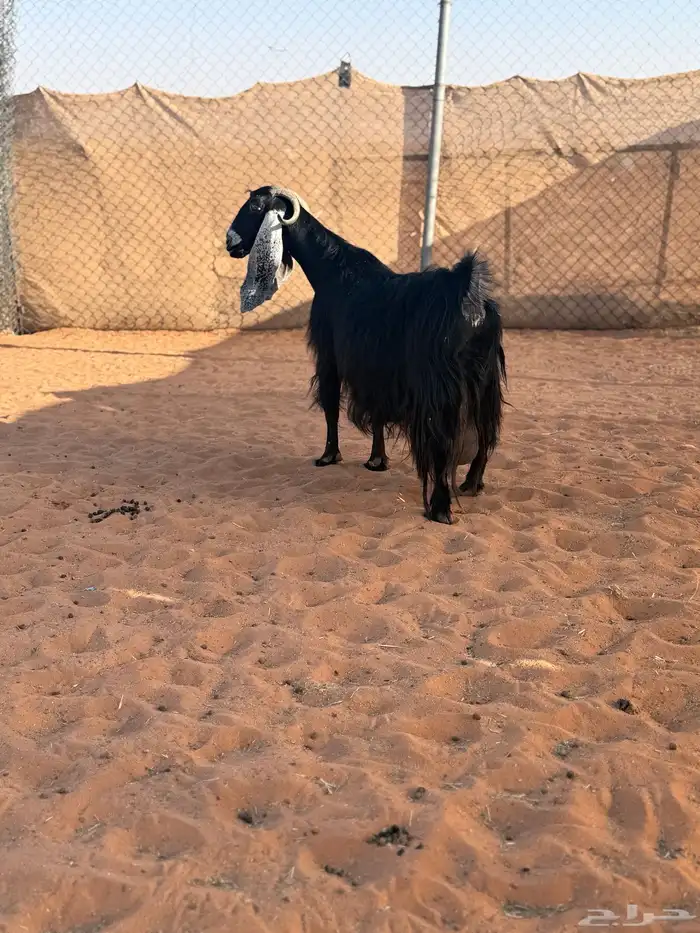 عنز عارضيه طيبه حاصب 0