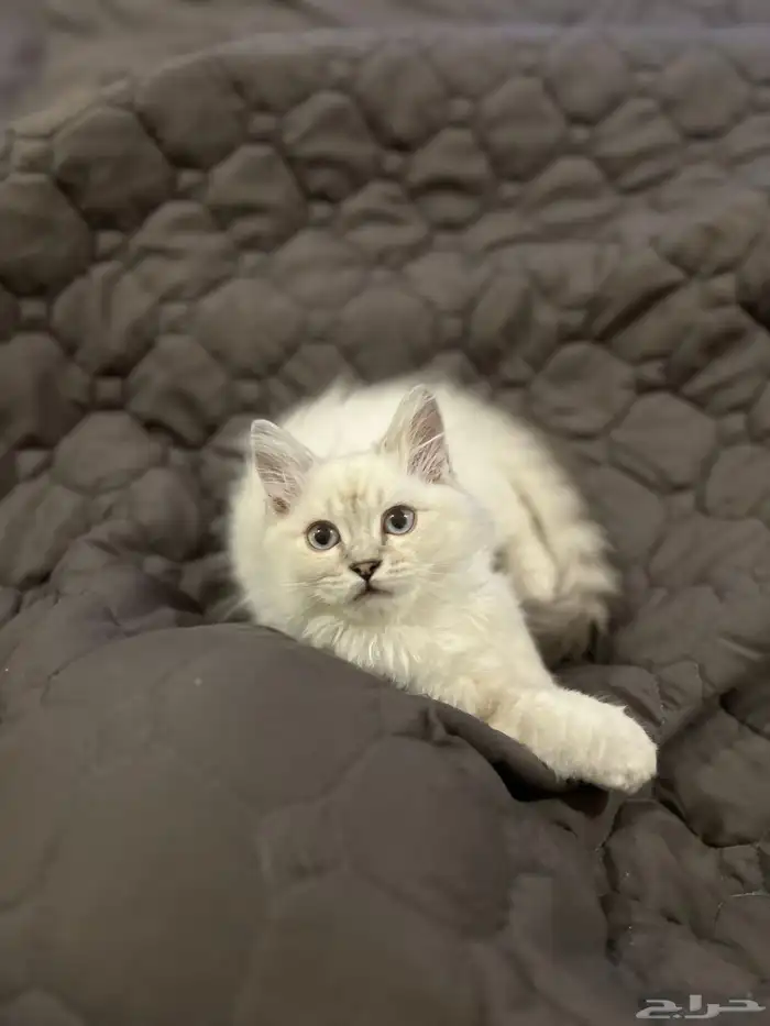 قطه للبيع شرازي 4