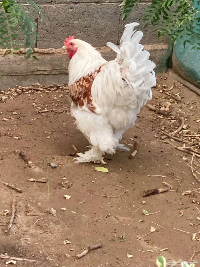 ديك براهما للبيع 7