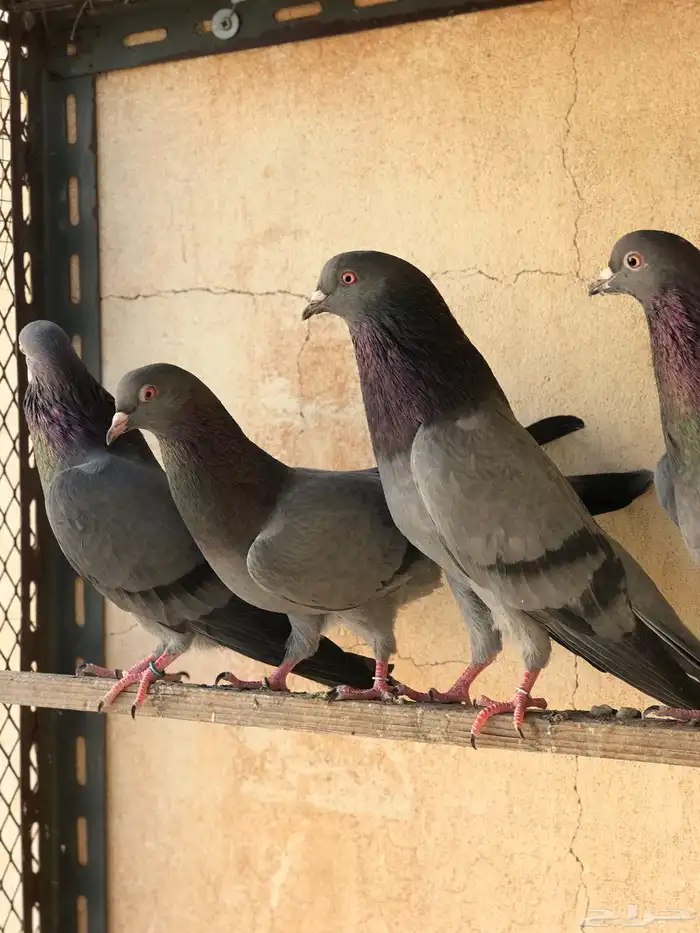 حمام قطيفي   قلابي 6