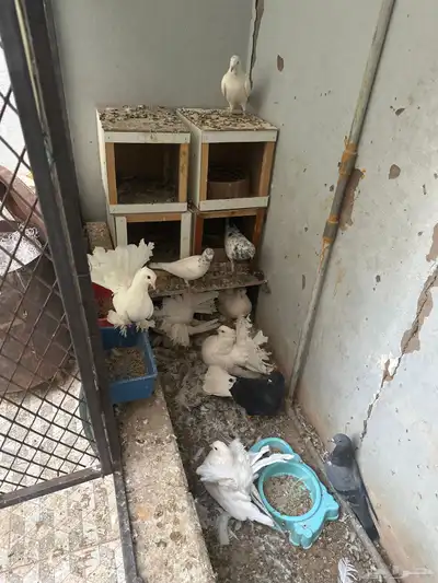 حمام للبيع جمله index