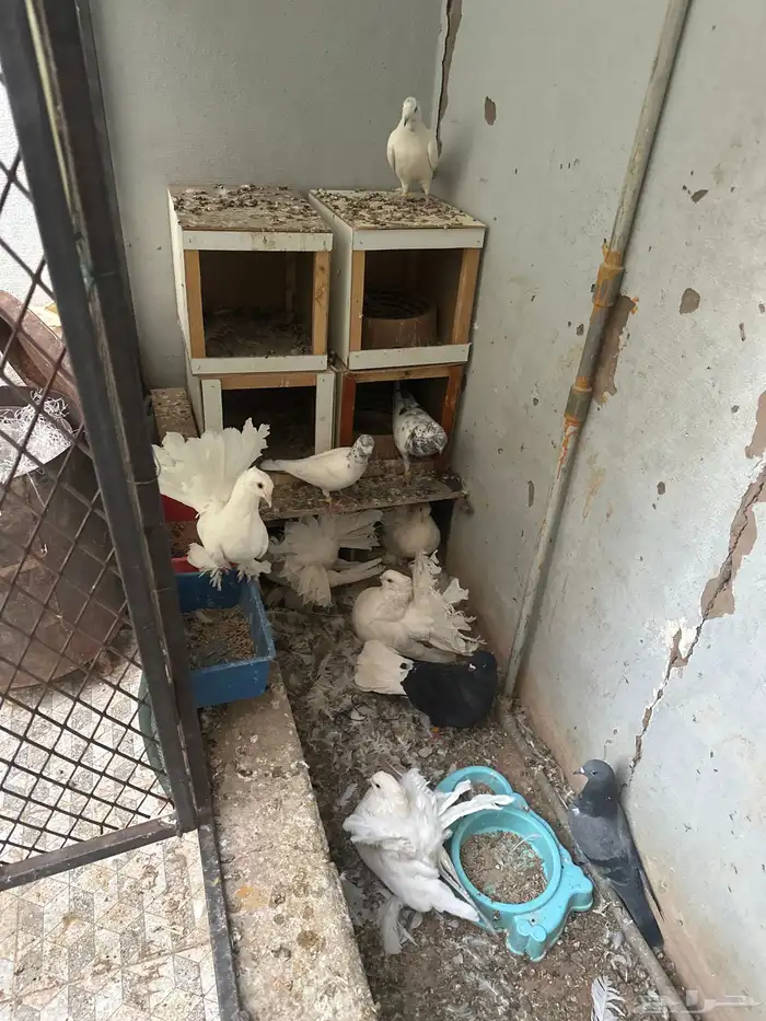 حمام للبيع جمله 0