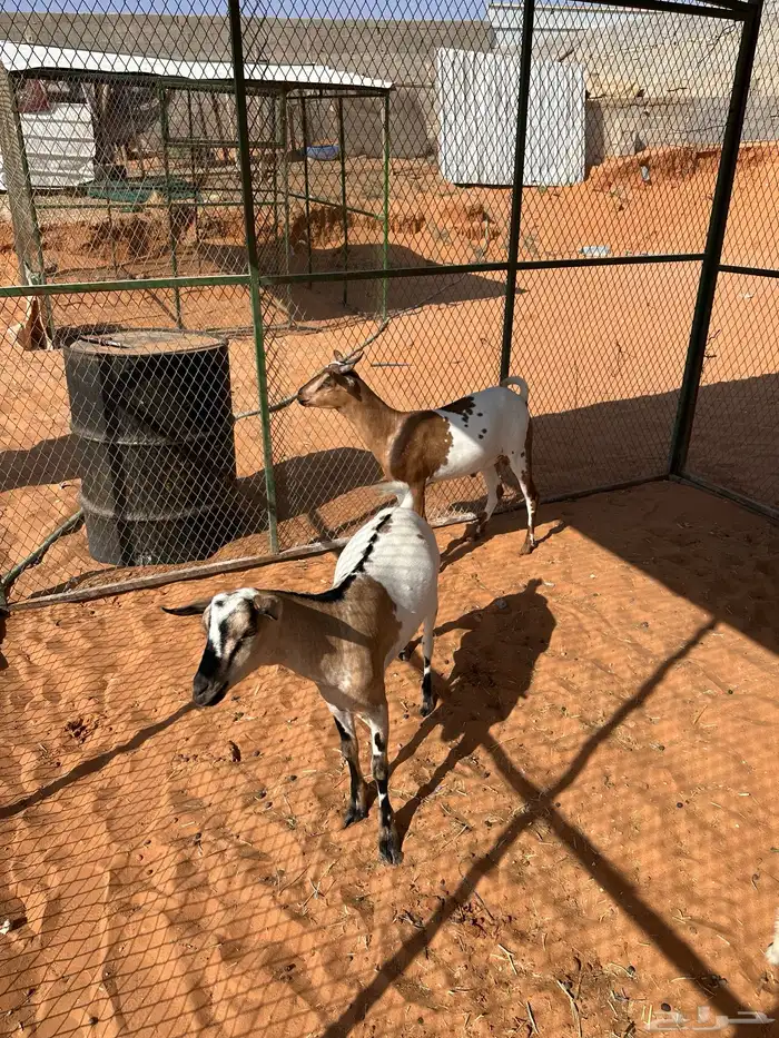 حريات وسواكني وتيوس شرط وفيه ذبح وتوصيل المزاحميه وضوحيها و 0