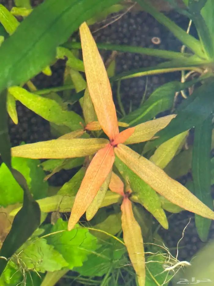 احواض سمك aquarium مزروعة  ونباتات مائية   تصاميم إحترافية 40