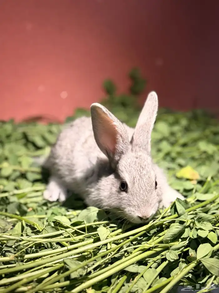 ارانب صغيره لطيفه وجميله 9