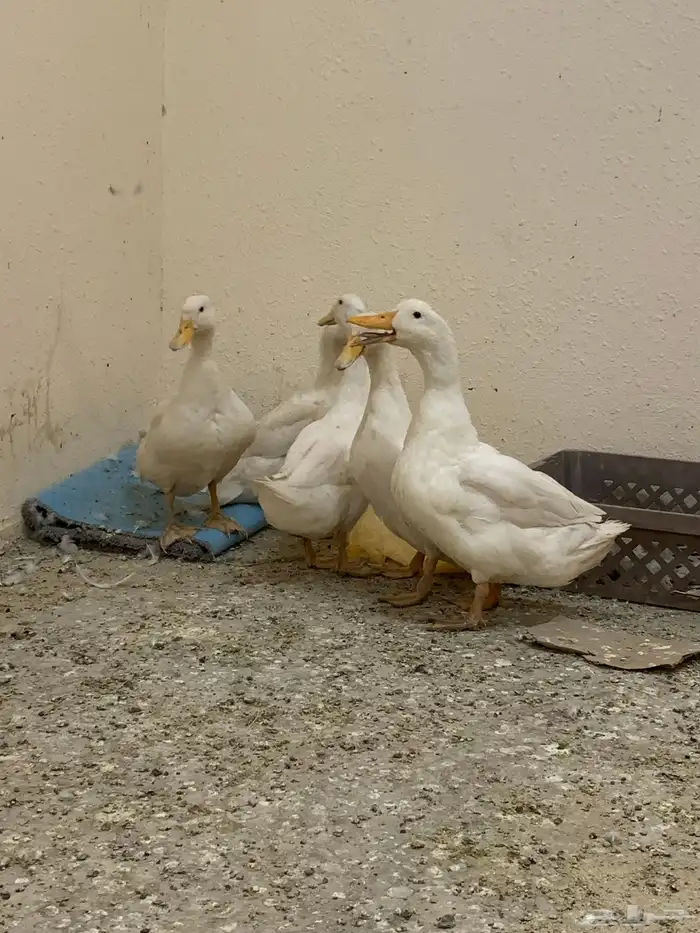 للبيع بط بكيني بيض 3