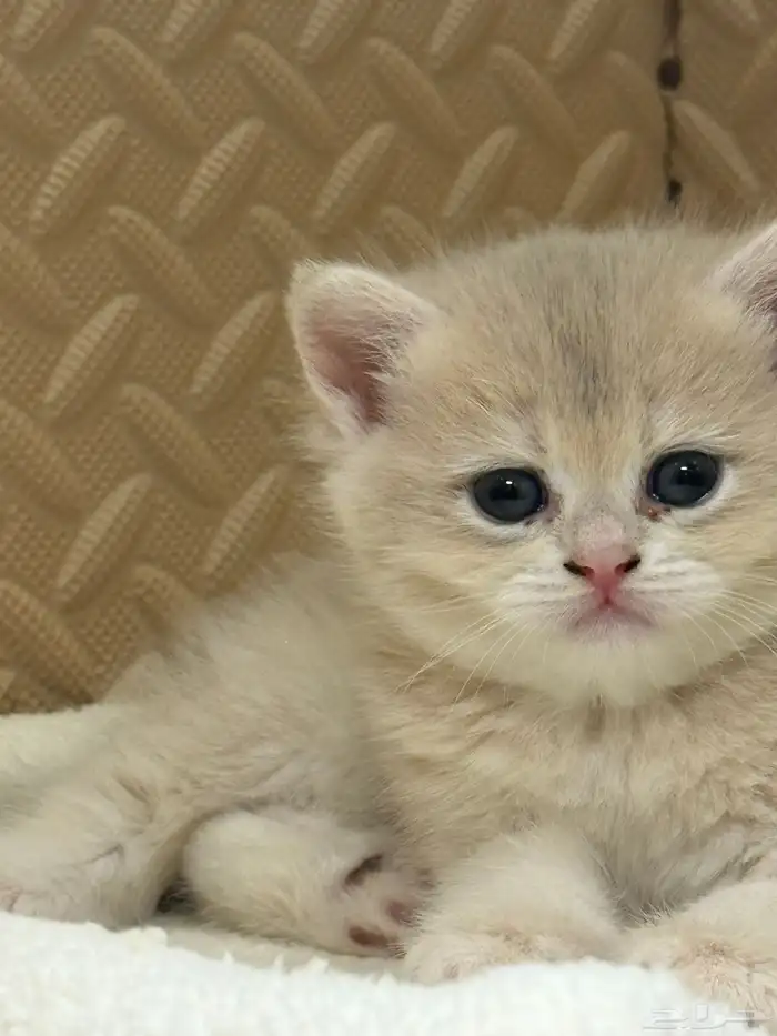 قطط بريتش للبيع بشهادة نسب موثوقه 8