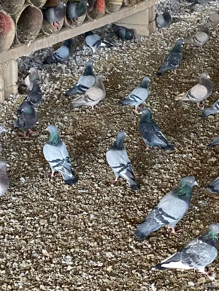 حمام زاجل للبيع 0