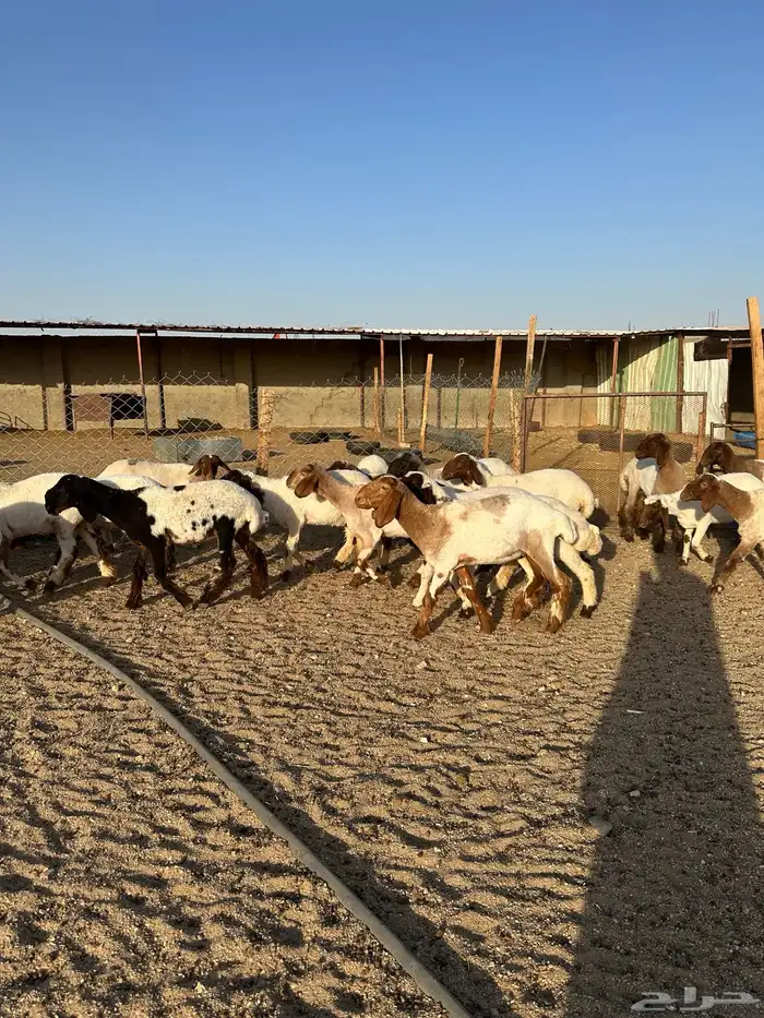 جذعات انعيم طيبه اللبييع 12