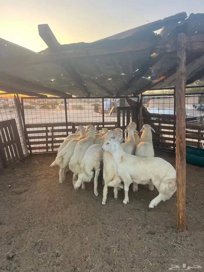 طليان حريه مع الذبح وتوصيل207تقيم إيجابي ولله الحمد 17