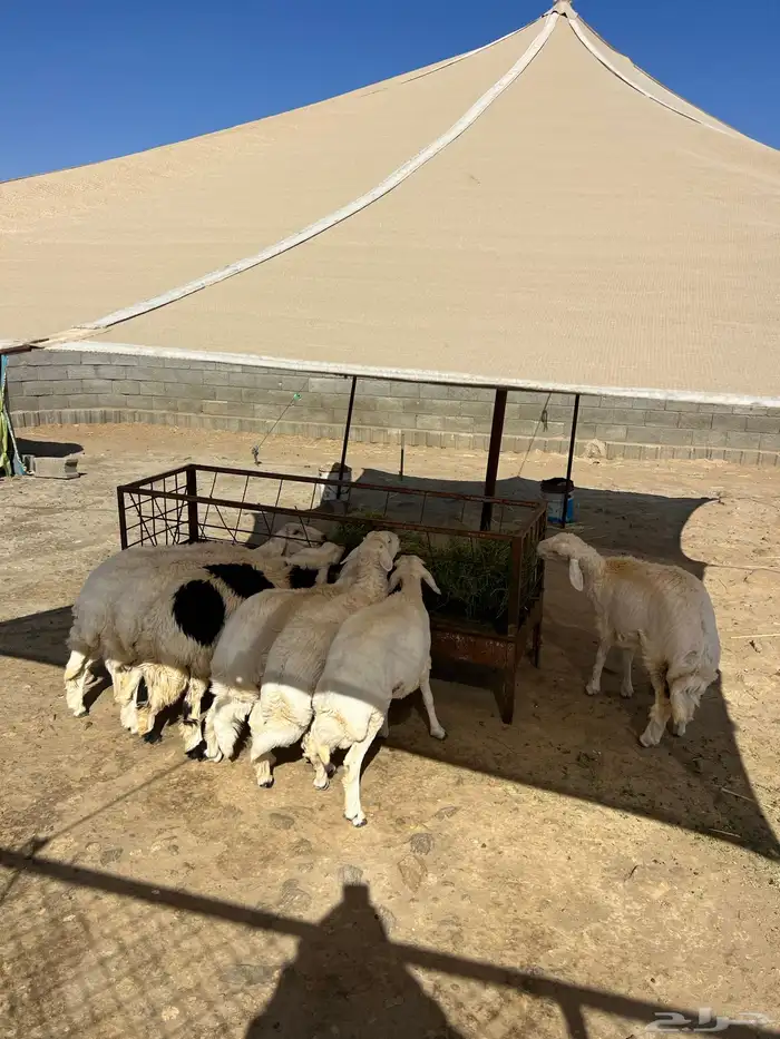 رخال جذعات دفيع 0