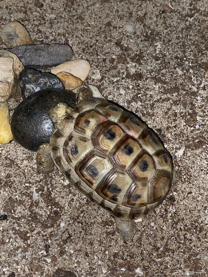سلحفاة رمليه صغيره للبيع بصحة جدا  ممتازه 3