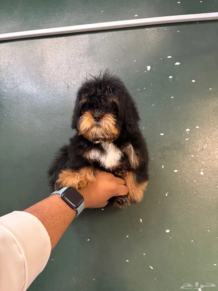 كلاب مالتيبو 1