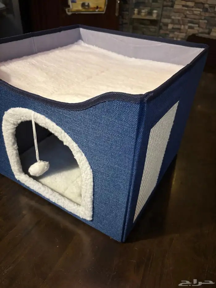 منزل حيوانات أليفة قطط 4